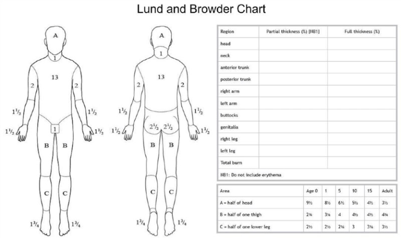 Lund és Browder diagram.