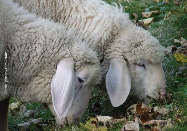bárányok klónozás