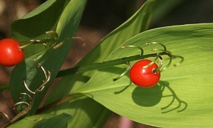 gyöngyvirág-termése-pixabay.com-lily-of-the-valley-439213_640